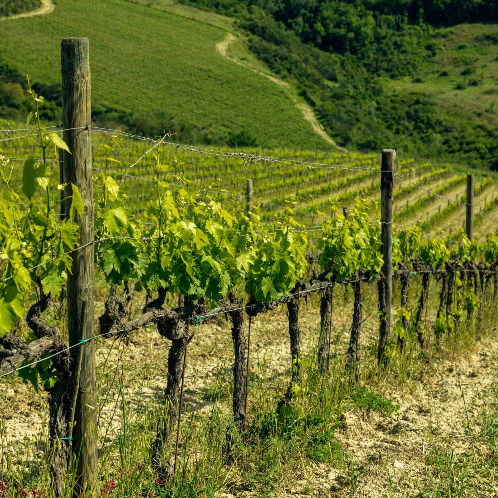 Poggio Il Castellare Bauernhof